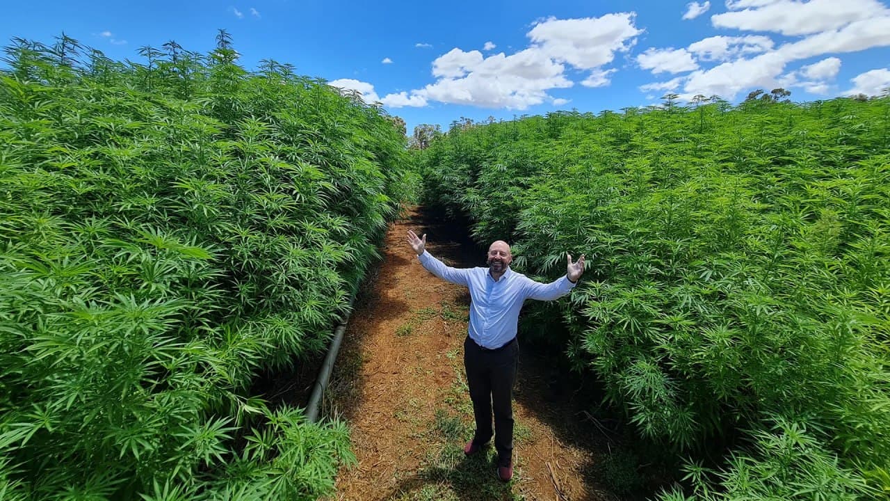 Brian Walker standing between rows of hemp